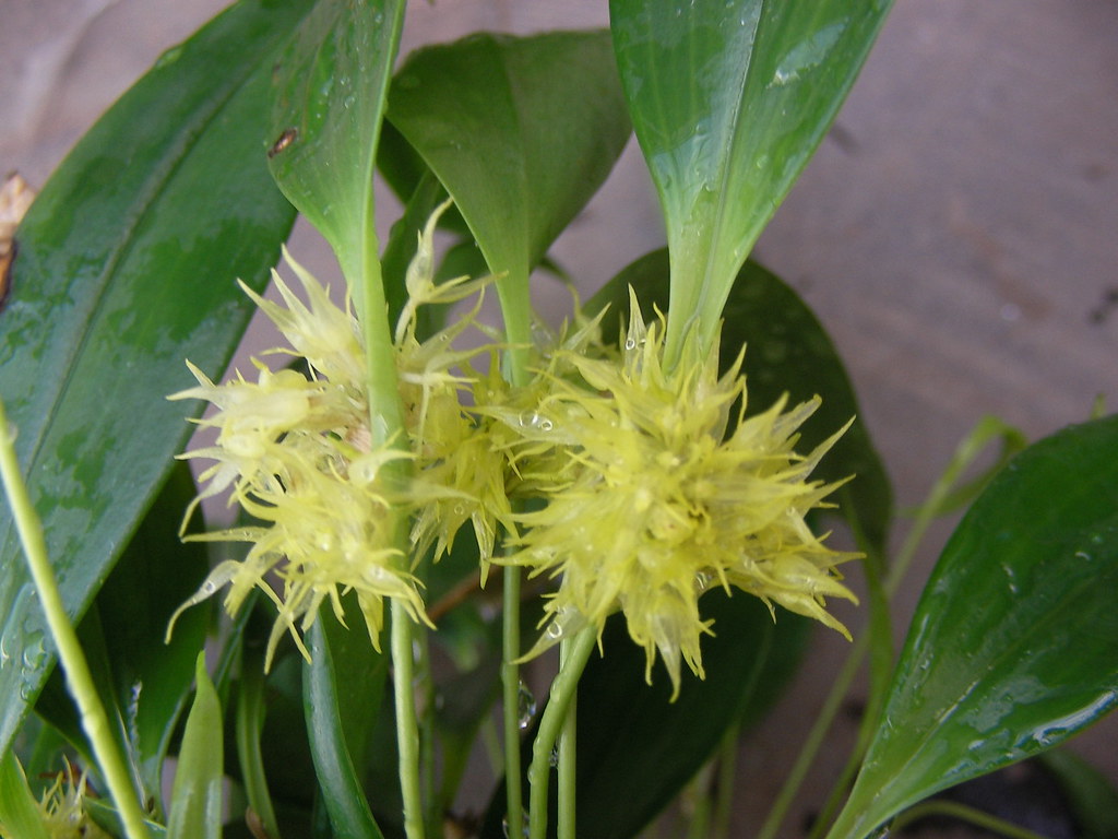 Pleurothallis ruscifolia