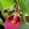 Restrepia sanguinea
