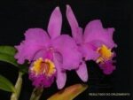 Cattleya lueddemanniana (dark form x Labelo Dourado)