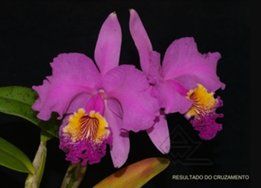 Cattleya lueddemanniana (dark form x Labelo Dourado)