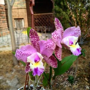 Brassolaeliocattleya Durigan Cruzeiro de Sul