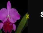 Cattleya labiata 'Yellow Eyes' x self