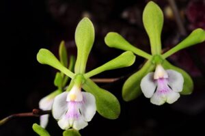 Epidendrum floribundum