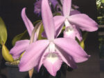 Laelia fidelensis