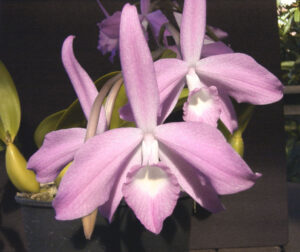 Laelia fidelensis