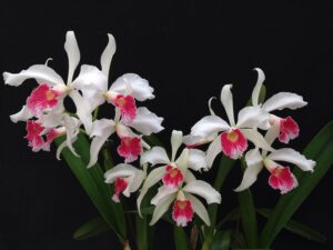 Laelia purpurata var. carnea