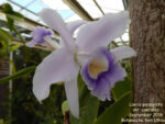 Laelia purpurata var. coerulea