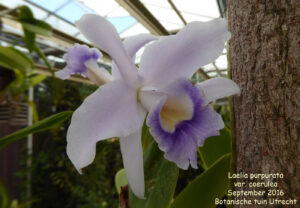 Laelia purpurata var. coerulea