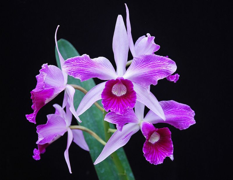 Laelia purpurata var. flammea