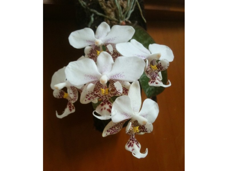 Phalaenopsis stuartiana 'tipo' x sib