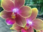 Phalaenopsis PHM 194 Rising Sun