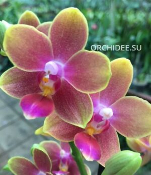 Phalaenopsis PHM 194 Rising Sun