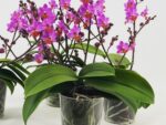 Phalaenopsis PHM 195 Lilac Table