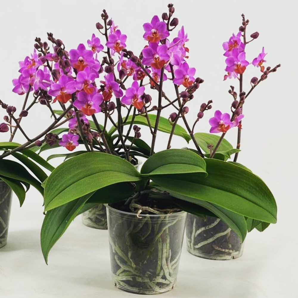Phalaenopsis PHM 195 Lilac Table