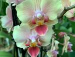 Phalaenopsis PHM 196