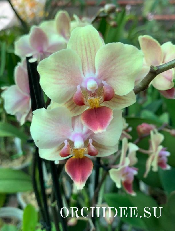 Phalaenopsis PHM 196