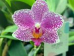 Phalaenopsis PHM 197