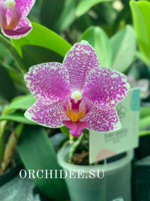 Phalaenopsis PHM 197