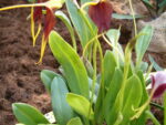 Masdevallia weberbaueri