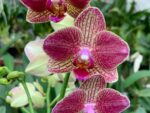 Phalaenopsis PH 343