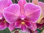 Phalaenopsis PH 344 Big Lip