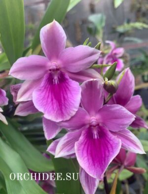 Miltonia Honolulu "Tiger Teeth"