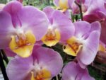 Phalaenopsis PH 346 Rose Honey