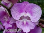 Phalaenopsis PH 347 Big Lip
