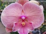 Phalaenopsis PH 350 Big Lip