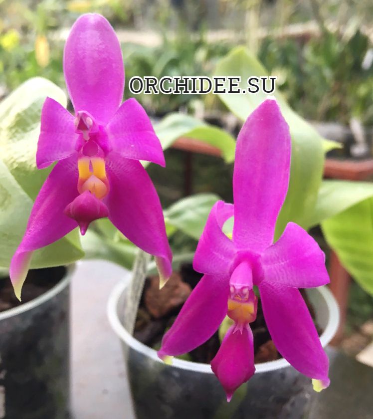 Phalaenopsis violacea x violacea indigo