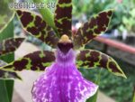 Zygopetalum Everspring