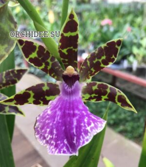 Zygopetalum Everspring