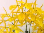 Brassocattleya Yellow Bird 'Tigertail'