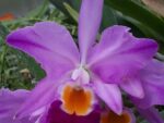 Cattleya eldorado 'M.Ito' BM/JOS
