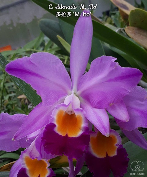 Cattleya eldorado 'M.Ito' BM/JOS