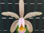 Cattleya forbesii x sib