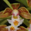 gastrochilusacutifolium