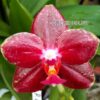 Phalaenopsis Al Sun Hannover Red