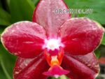 Phalaenopsis Al Sun Hannover Red