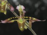 Paphiopedilum haynaldianum