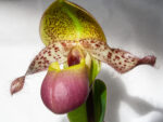 Paphiopedilum moquetteaum
