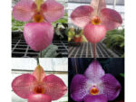 Paphiopedilum vietnamense x micranthum