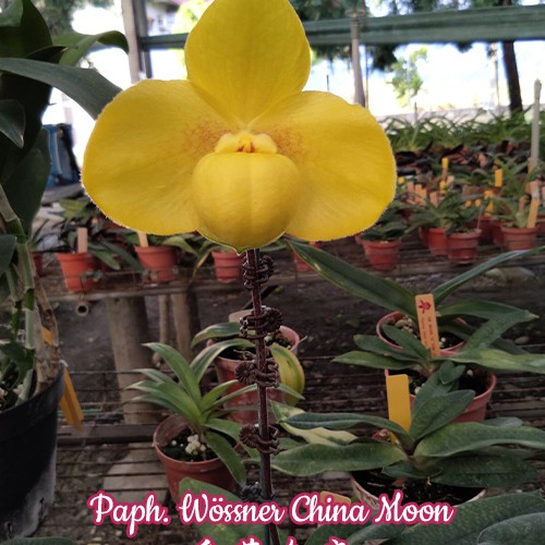 Paphiopedilum Wossner China Moon (hangianum x armeniacum)