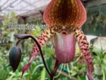 Paphiopedilum Shen-Liu Peri