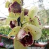 Phalaenopsis PH 318/1 Albufiera peloric 3 lip