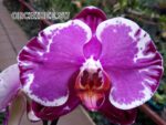 Phalaenopsis PH 351 Sacrifice