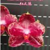 phal