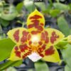 Phalaenopsis Ho's Green Marble x amboinensis