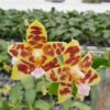 phal