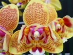 Phalaenopsis Miki Big Wave peloric 3 lip